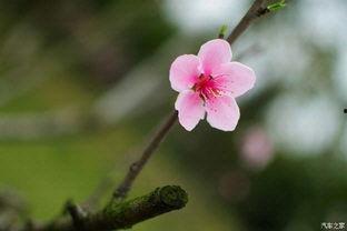 春暖花开,万物复苏，生机盎然时节