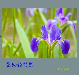 黑鸢尾的诱惑,探寻神秘花语背后的传奇故事